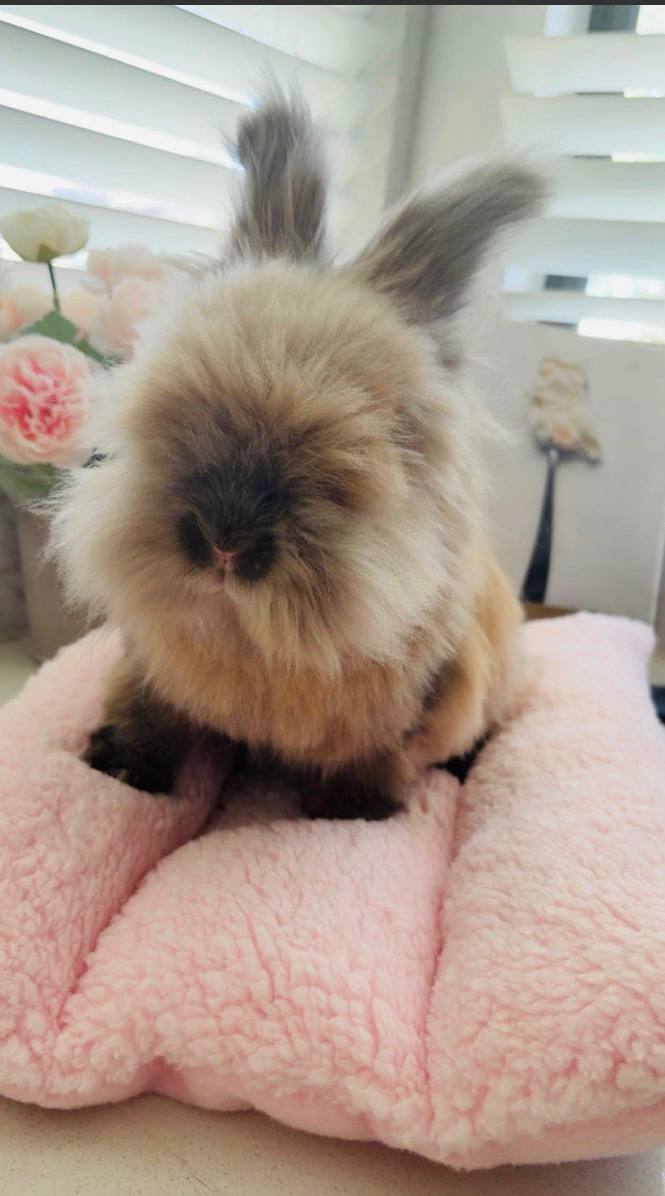 Bunny Duo-Dream Bed - Premium luxury velvet and fleece rabbit bed for extra comfort