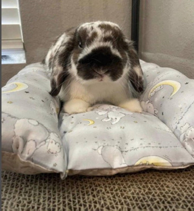 Bunny Dream Bed - Handmade rabbit bed with adorable strawberry pattern, perfect for small bunnies