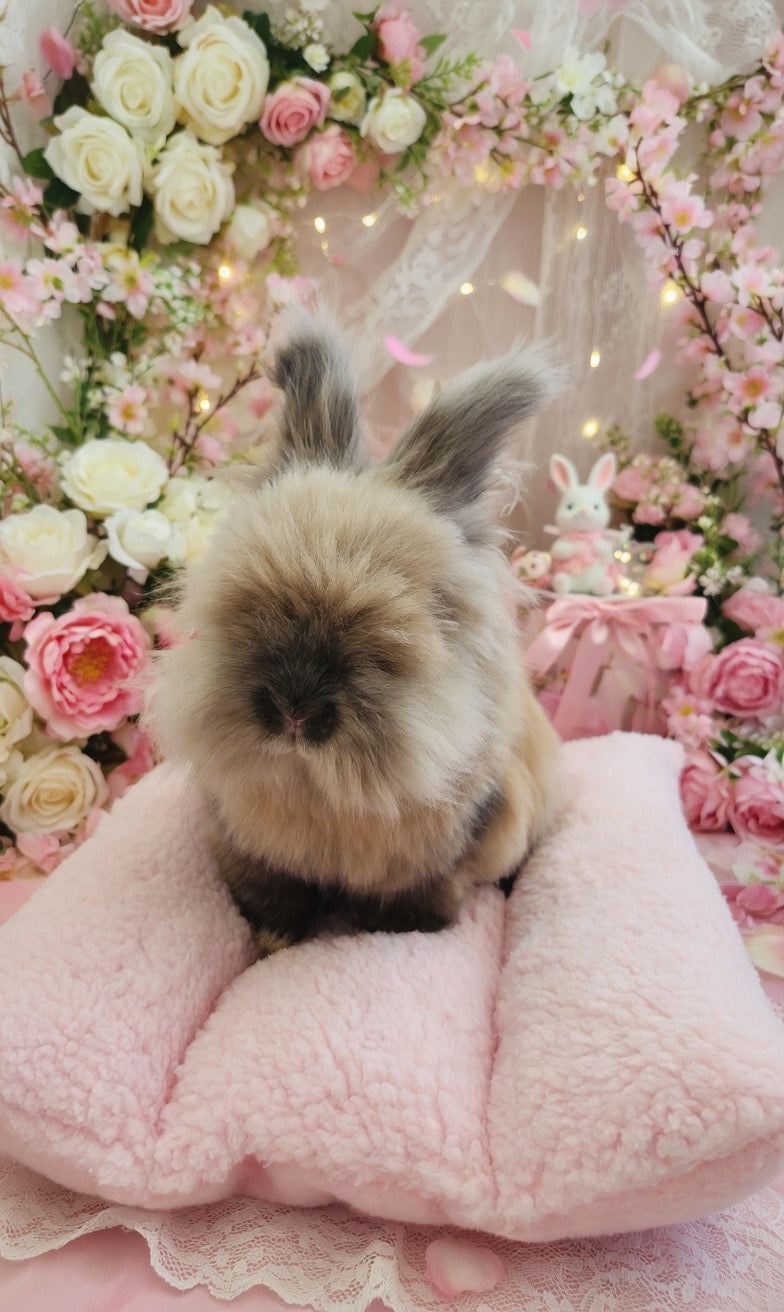 Reversible Bunny Duo Dream Bed | Organic Plush Nest