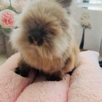 Reversible Bunny Duo Dream Bed | Organic Plush Nest