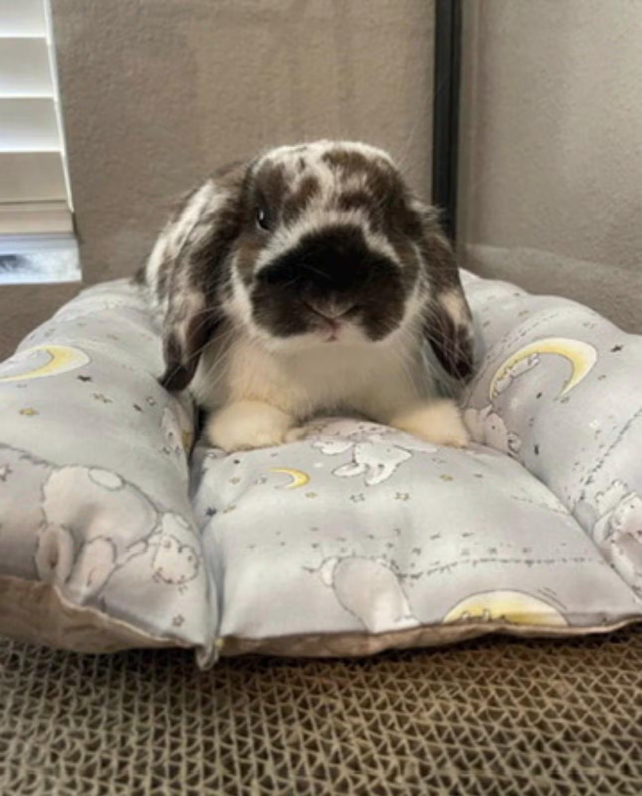 Bunny Dream Bed | Cozy Organic Handmade Rabbit Bed